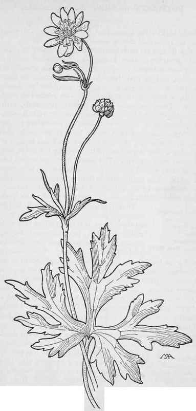 Common Western Buttercup   Ranunculus Californicus