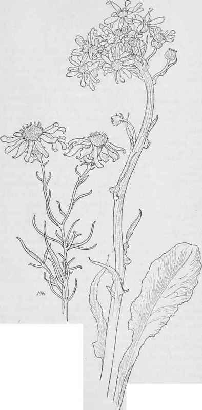 Creek Senecio S. Douglasii. Squaw weed  S.perplexus var dispar