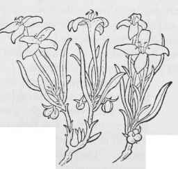 Desert Innocence Houstonia rubra