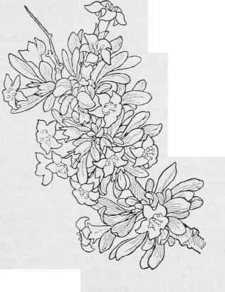 Desert Matrimony   Lycium Cooperi