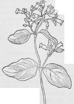 Dog bane Apocynum androsaemifolium
