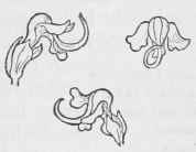 Elephants' Heads P. Groenlandica