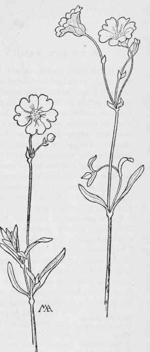 Field Chickweed Cerastium arvense
