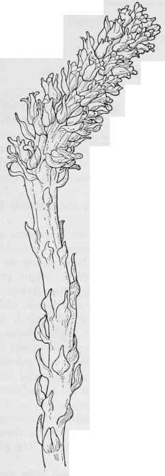 Flowering fungus Pleuricospora fimbriolata.