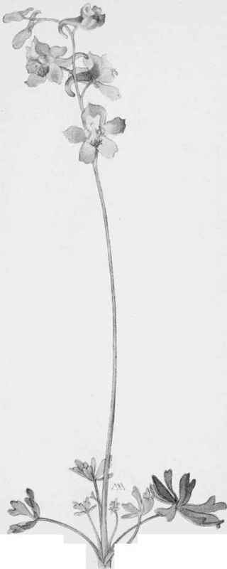 Foothills. Delpninium Scposum.