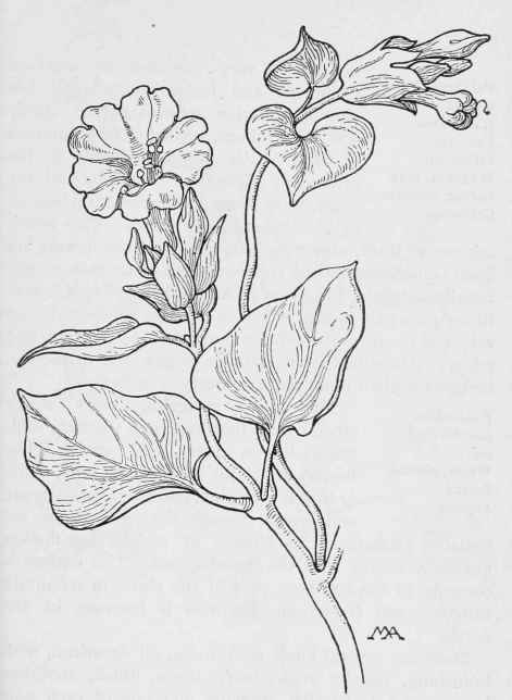 Four o'c lock  Quamoclidion multiflorum