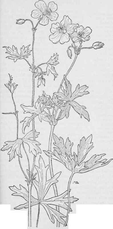 Geranium incisum Wild Geranium G Fremontii
