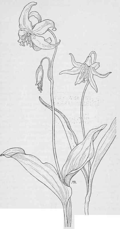 Glacier Lily. E parviflorum