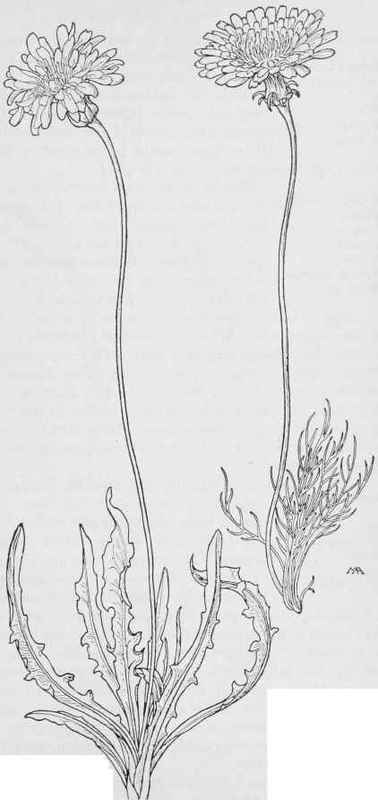 Goat Chicory Agoserls glauca