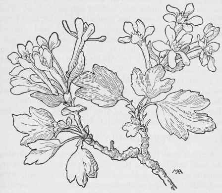 Golden Currant   Ribes aureum