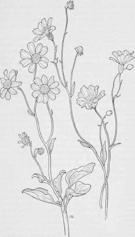 Golden Hills Enceliafarinosa. Encelia E.epiocephala
