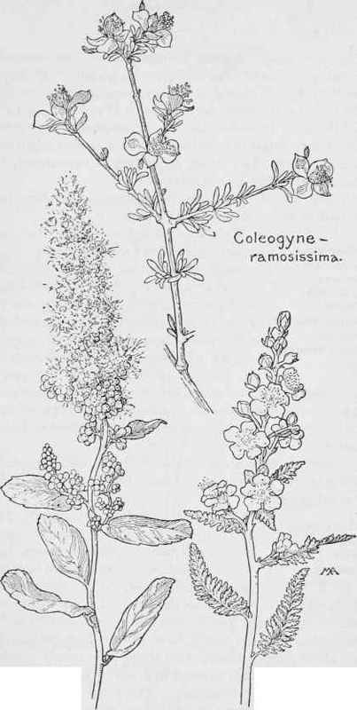 Hardhack. Spiraea Douglasii Fern hush. Chamaebatiaria millefolium