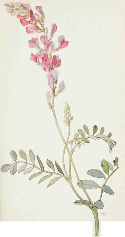Heclysarum pabulare.