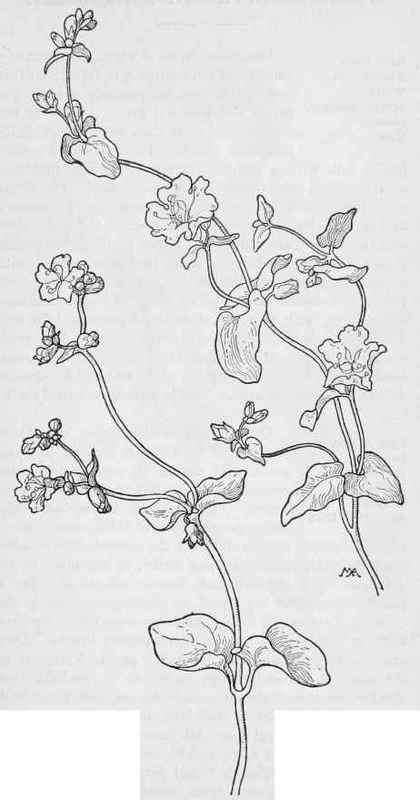 Hesperonia glutinosa var. gracilis. California Four o'clock H.Californica