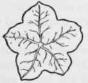 Involucre of Allionia linearis