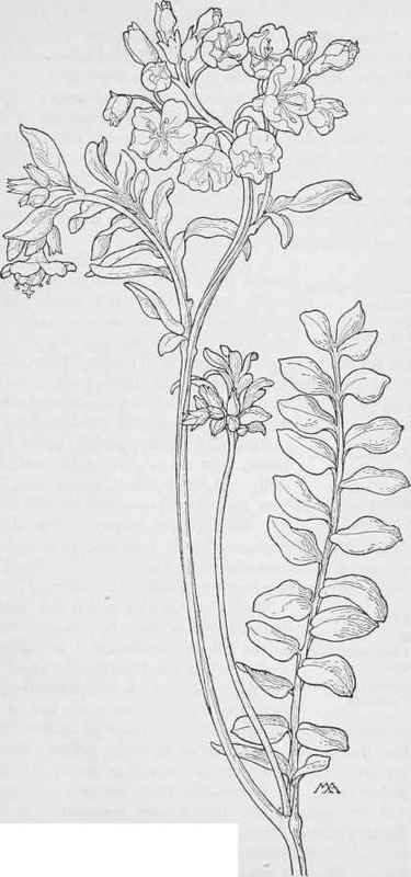 Jacob's Ladder  Polemonium occadentale