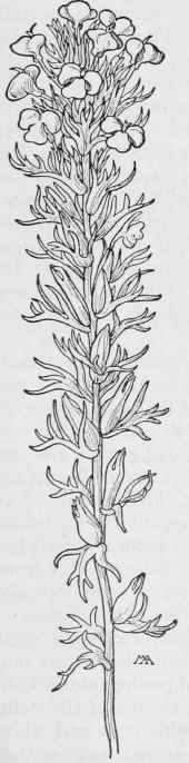 Johnny Tuck Orthocarpus erianthus.