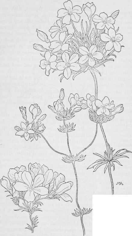 L.androsaceus. L.Parryae. Linanthus breviculus