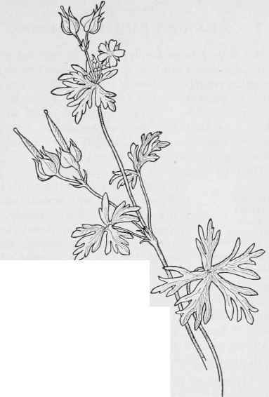 Long stalked Crane's bill  Geranium columbinum.