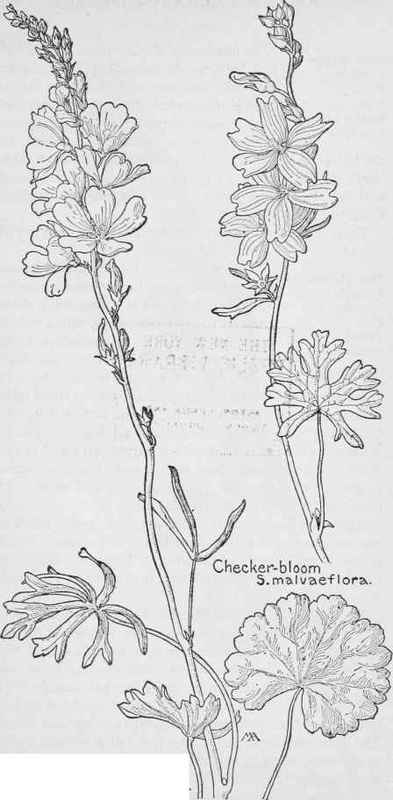 Mallow   Sidalcea Neo Mexicana 