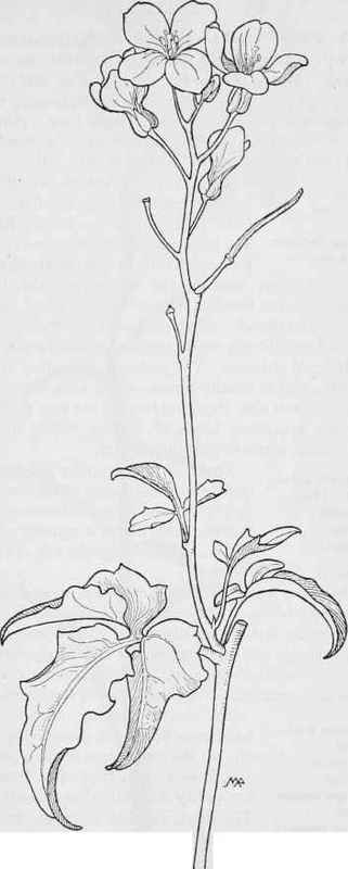Milk Maids  Dentaria Californica