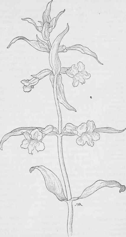 Monkey flower   Mimulus brevipes.