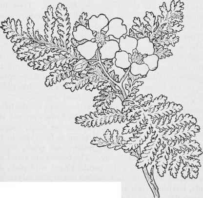 Mountain Misery Chamaebatia. foliolosa 