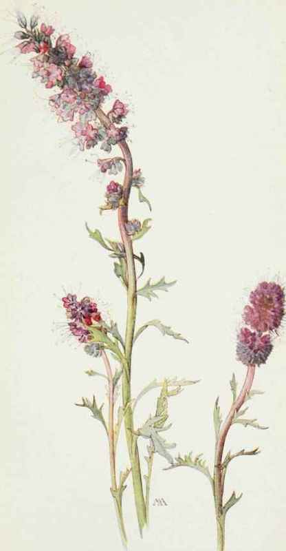 Mountain Phacelia. Phacelia sericea.