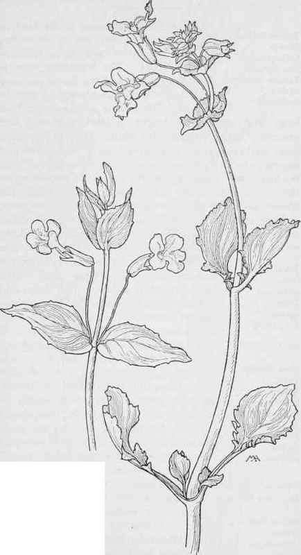 Musk plant M mosctafus. Common Yellow Monkey flower Mimulus Langsdorfii