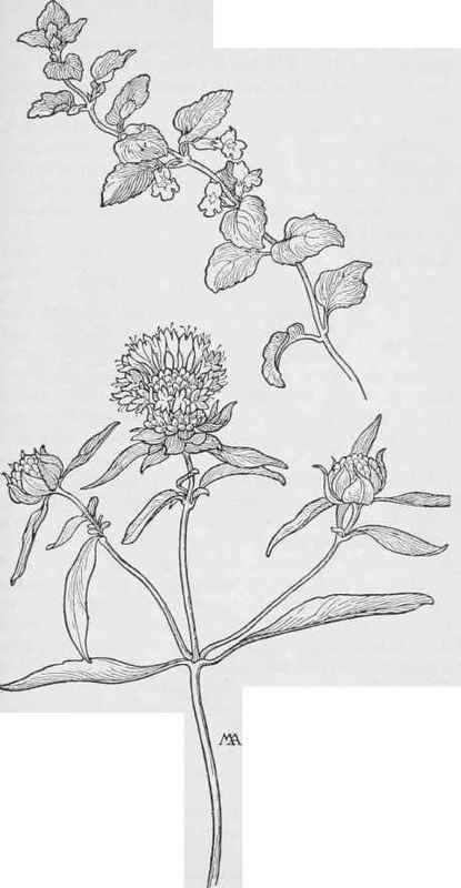 Mustang Mint  Monardella lanceolata