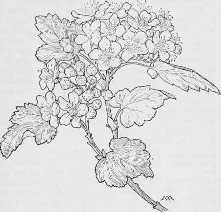 Ninebark  Opulaster malvaceus