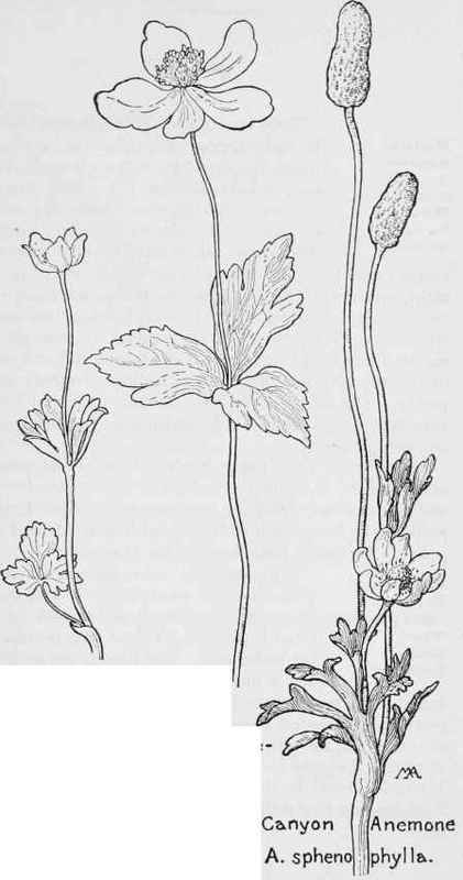 Northern Anemone Aparviflora Three leaved Anemone A.deltoidea