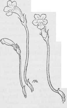 One flowered Cancer root Thalesia uniflora.