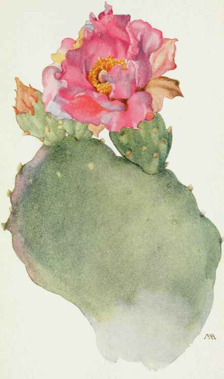 Opuntia basilaris.