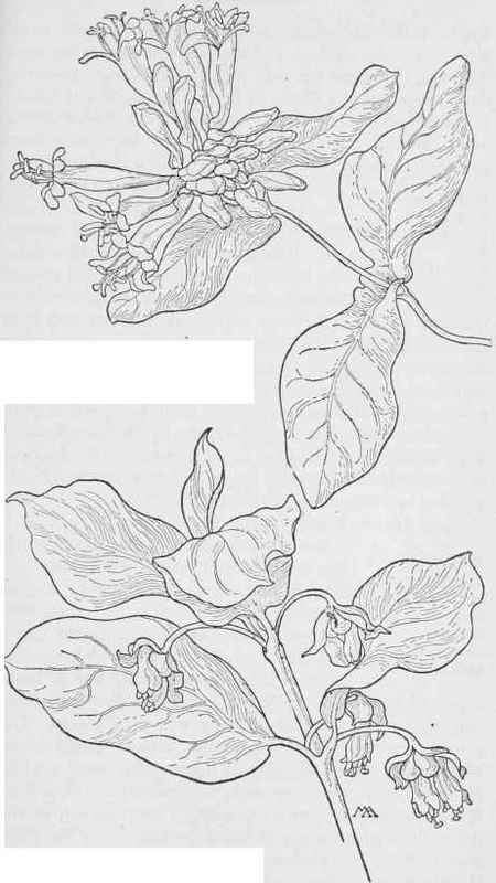 Orange Honeysuckle L.ciliosa. Black Twinberry Lonicera involucrakta