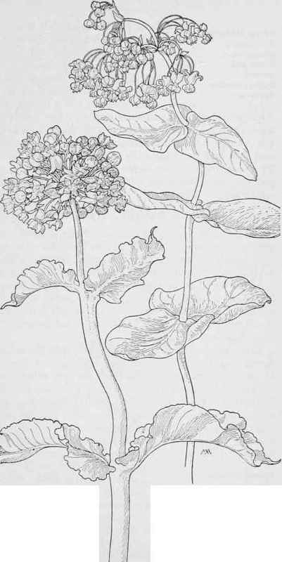 Pale Milkweed Asclepias erosa. Purple Milkweed Gomphocarpus cordifolius