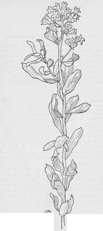 PaleComandra  C. pallida