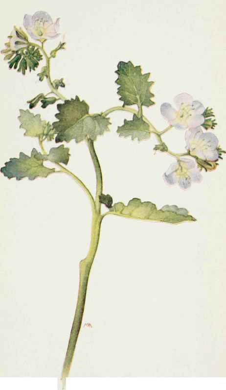Phacelia grandiflora. Wild Canterbury bell P.Whitlavia.