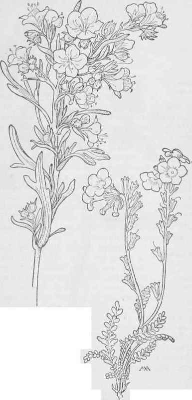 Phacelia linearis. Phacelia Fremontii