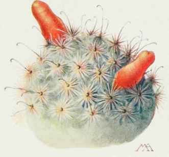Pincushion Cactus Cactus Crafiarni.