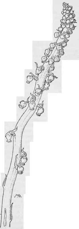 Pine drops  Pterospora. Andromedea