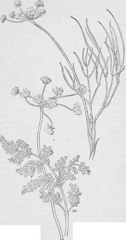 Pteryxia Californica Whisk broom Parsley Coaswellia. platycarpa