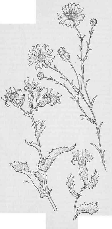 Ptilonella Brown foot   Perezia Wrigritii. Desert Holly P. nana