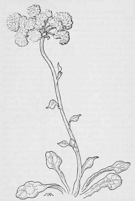 Pussy paws  Spraguea umbellata