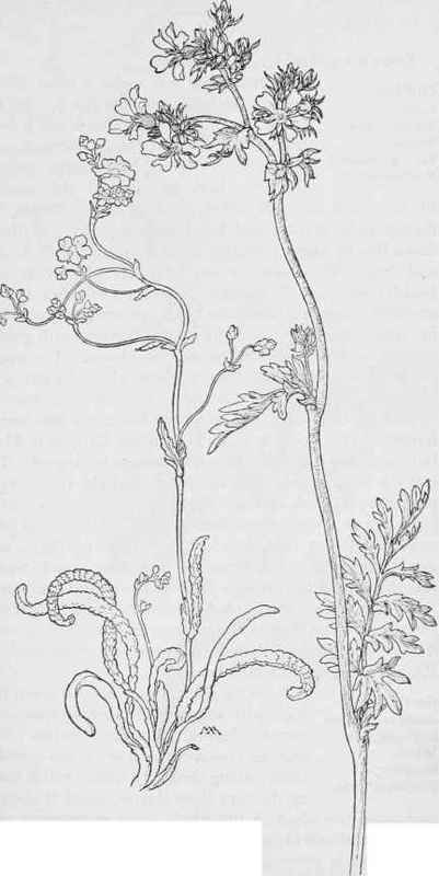 Pussy tails  Stellariopsis santolinoides. Horkelia fuscas