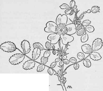 Redwood Rose  Rosa gymnocarpa.