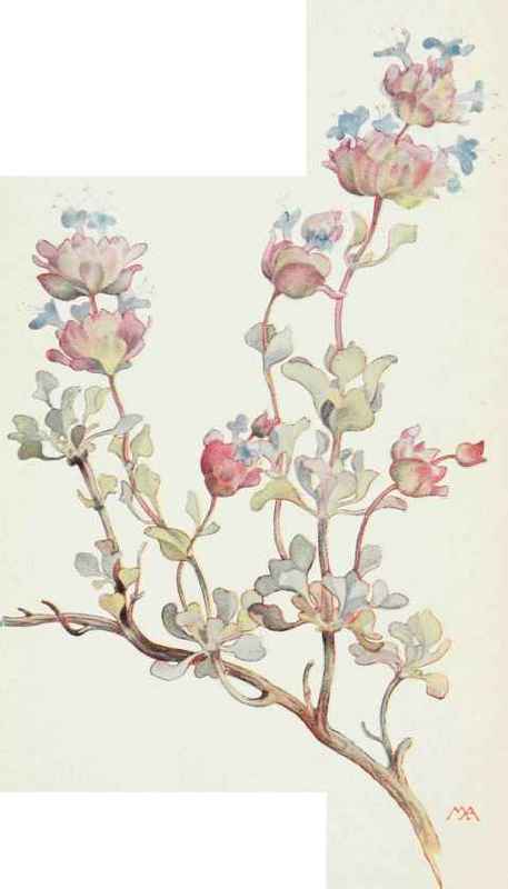 Romona incana