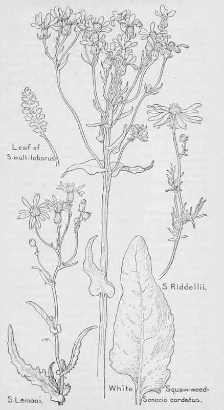 S Multilobcitus Yellow Summer Ariz Utah Etc 493