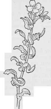 S. Veitchianum.