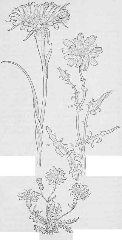 Salsify  Tragopogon porrifolius. Desert Dandelion  Malacothrix Fendleri. Desert Chicory Nemoseris. Neo Mexicana